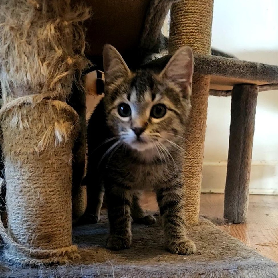 Enlarge Noodle, a Adoptable Domestic Short Hair in Tabor City, NC image 4/5