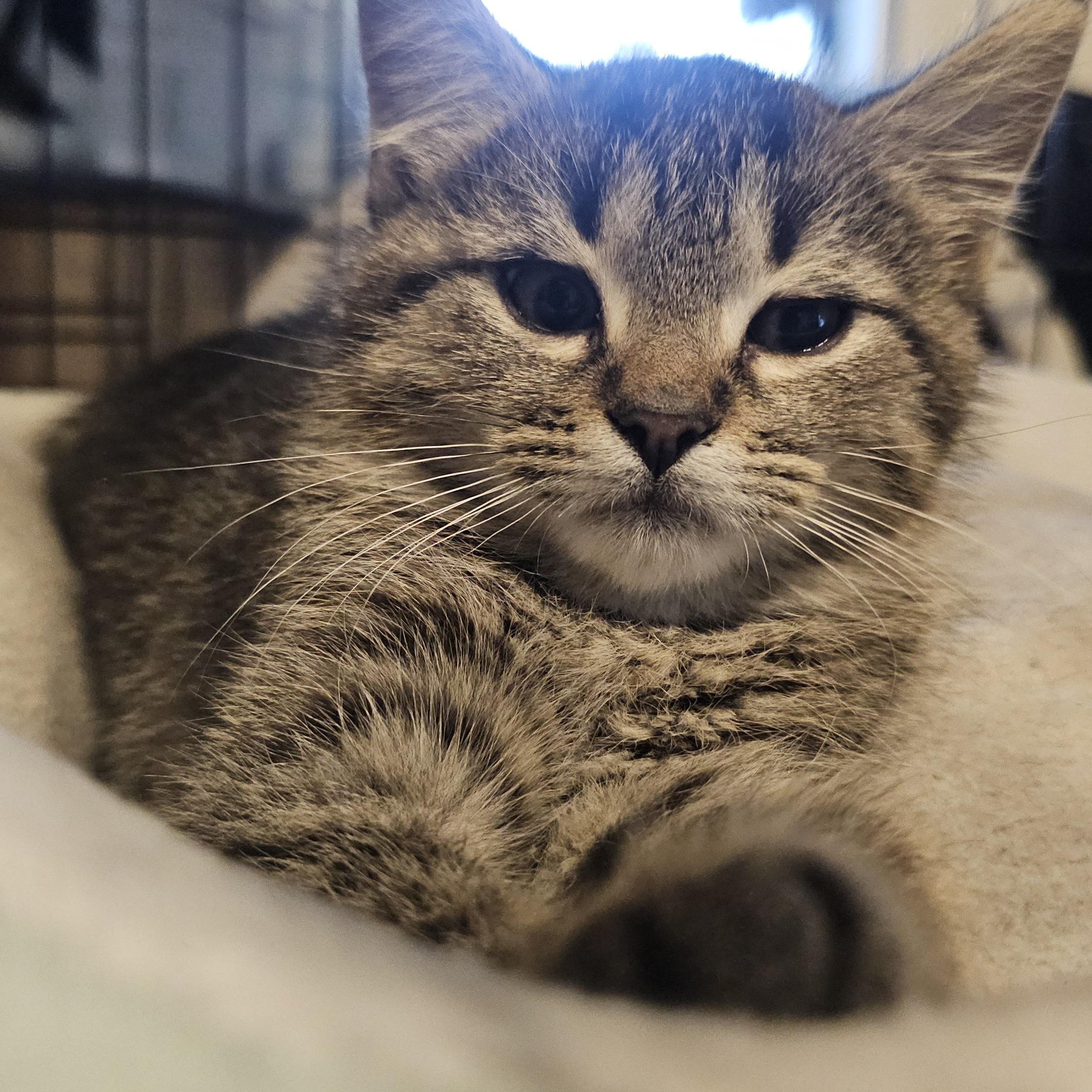 Enlarge Noodle, a Adoptable Domestic Short Hair in Tabor City, NC image 2/5