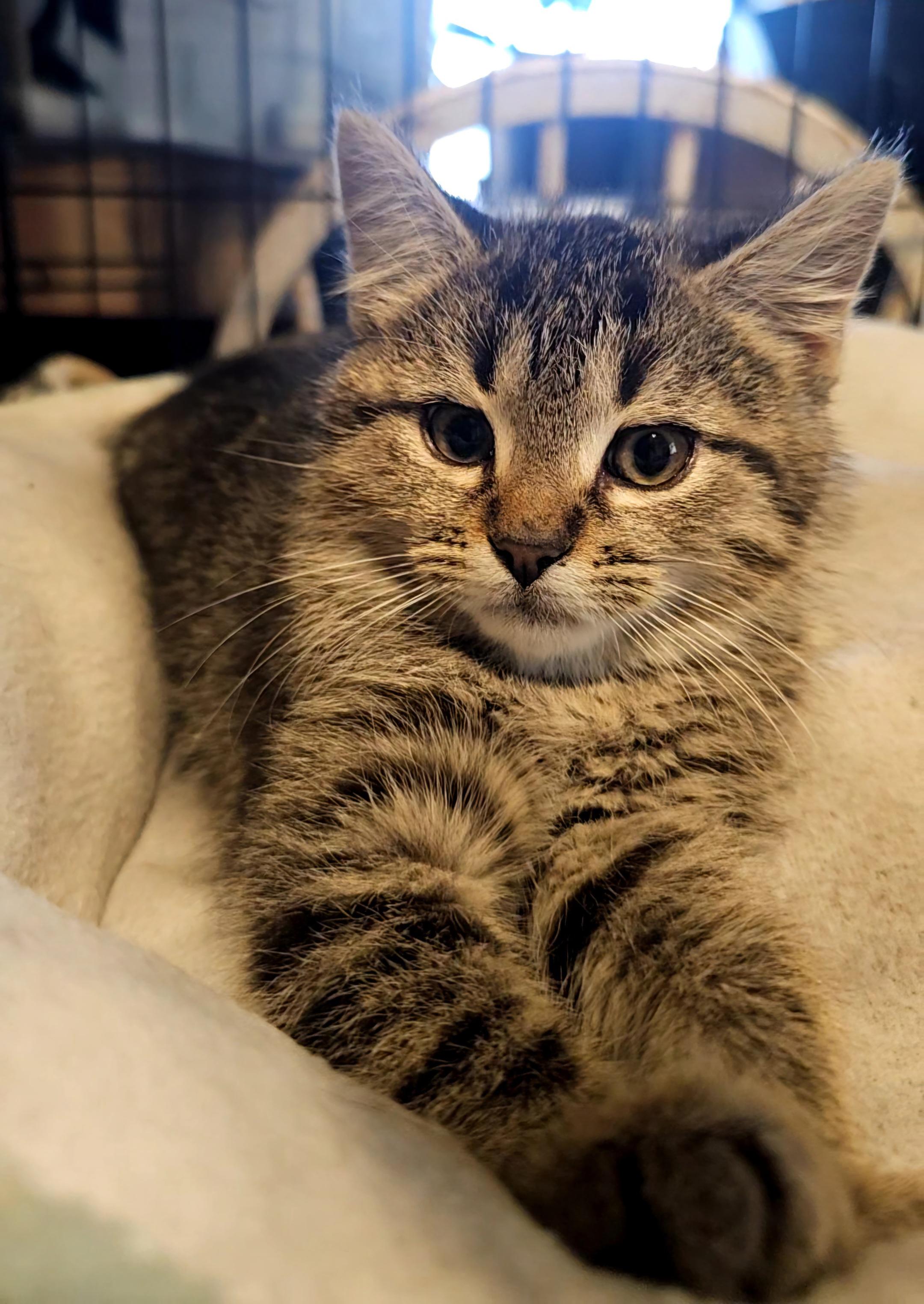 Noodle, Adoptable, Kitten Male Domestic Short Hair.