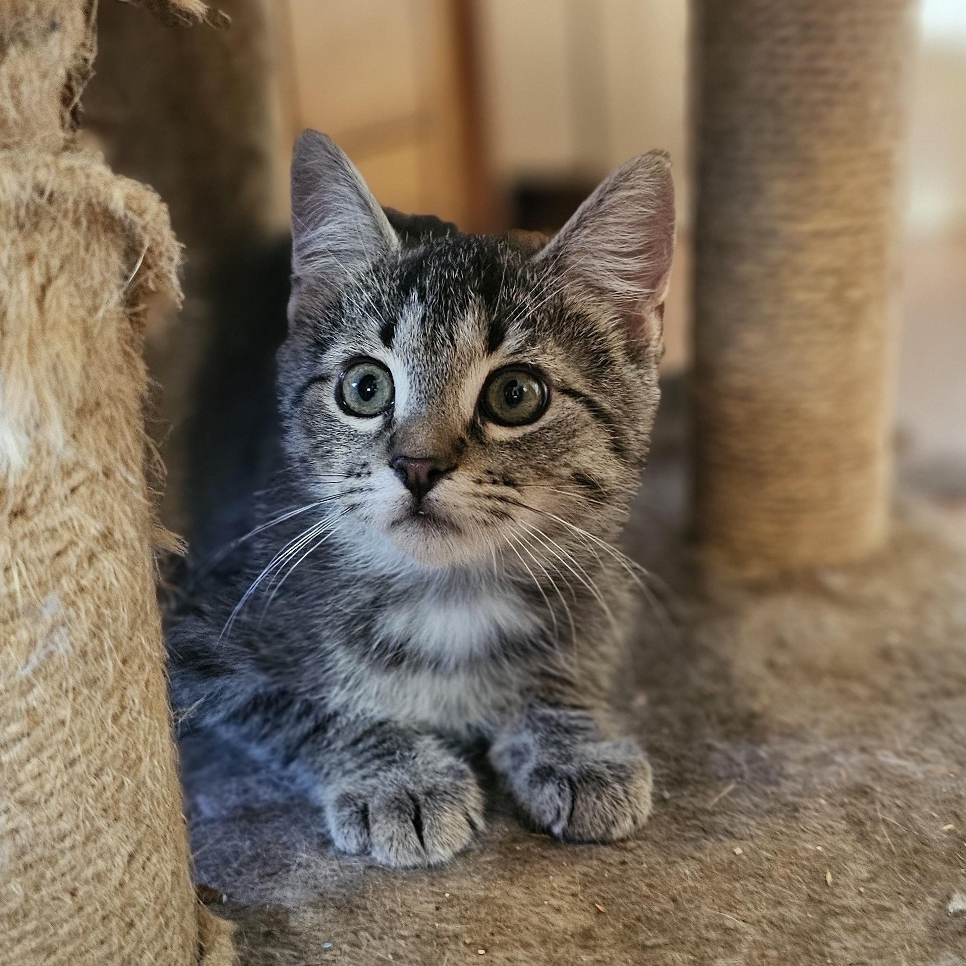 Enlarge Noodle, a Adoptable Domestic Short Hair in Tabor City, NC image 3/5