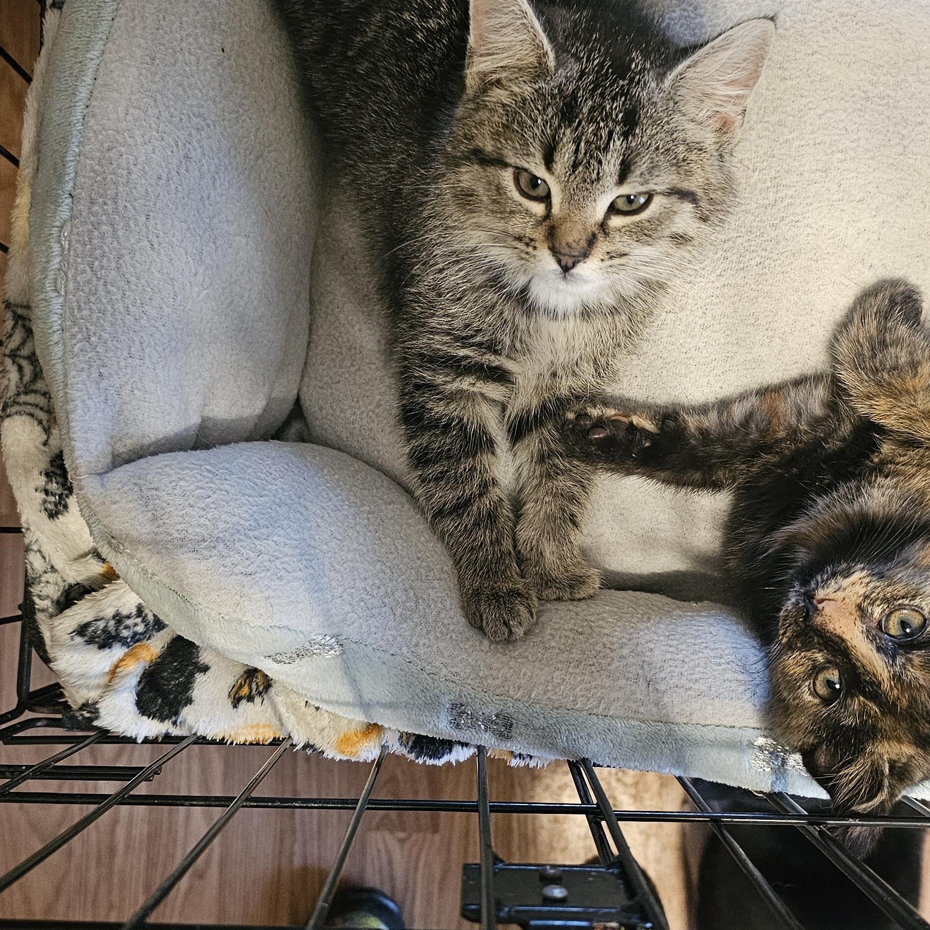 Enlarge Noodle, a Adoptable Domestic Short Hair in Tabor City, NC image 5/5