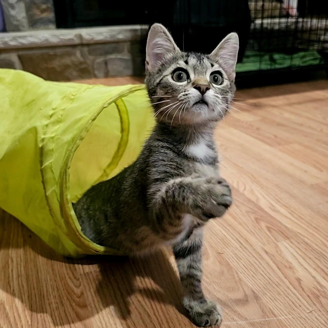 Enlarge Noodle, a Adoptable Domestic Short Hair in Tabor City, NC image 1/5