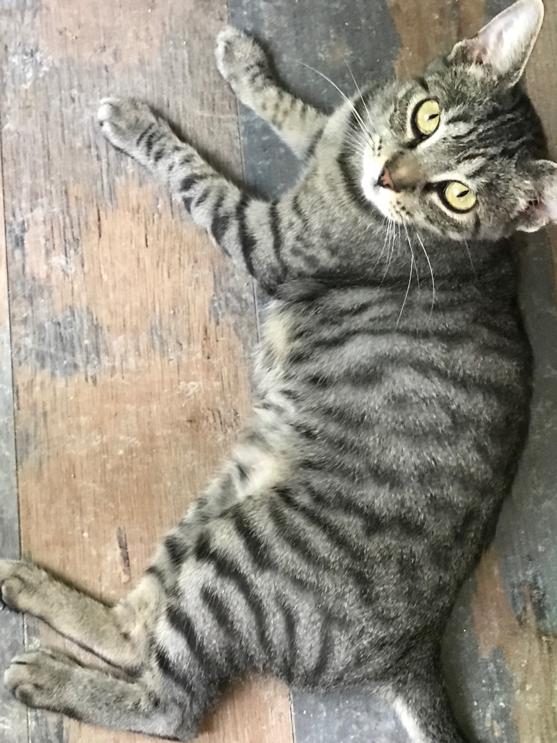 Enlarge Trinity, a Adoptable Domestic Short Hair in Tacoma, WA image 1/2