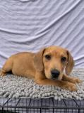 Enlarge Simon, a ADOPTABLE mixed breed in Roanoke, VA image 3/3