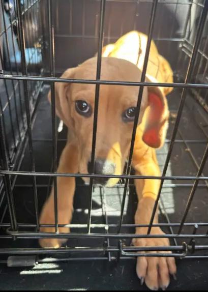 Enlarge Simon, a ADOPTABLE mixed breed in Roanoke, VA image 2/3