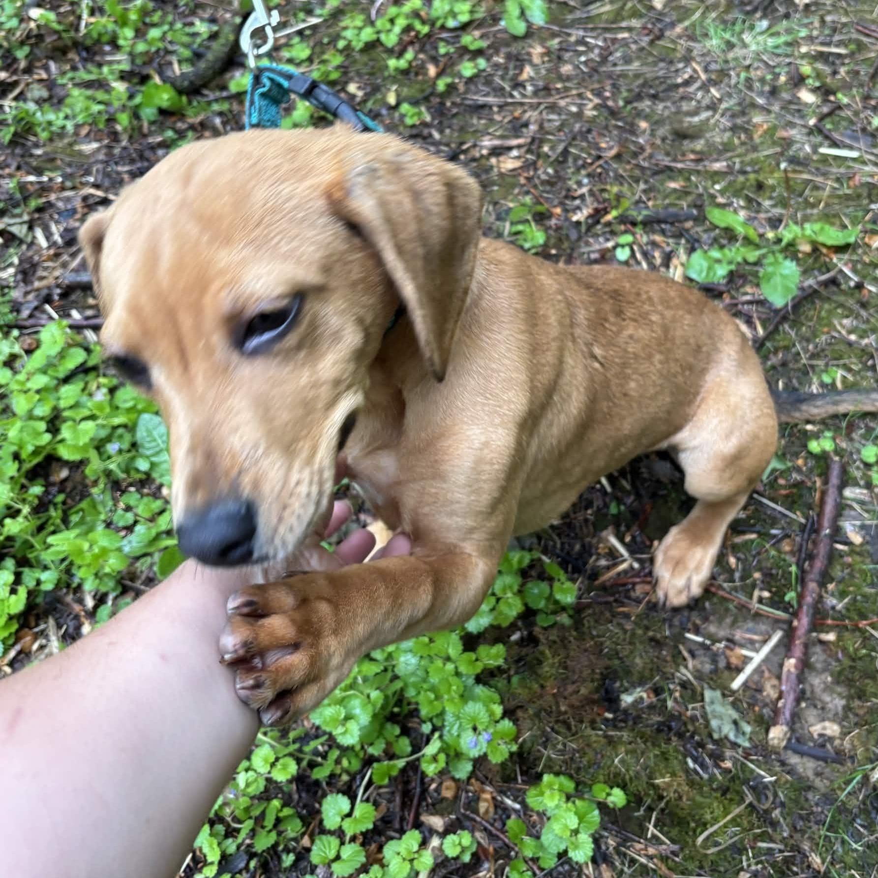 Enlarge Simon, a ADOPTABLE mixed breed in Roanoke, VA image 1/3