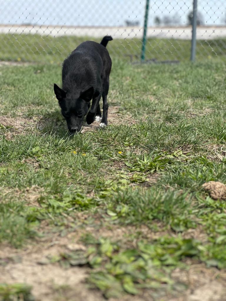 Enlarge Twister, an adopted mixed breed in Clinton, IL image 2/3