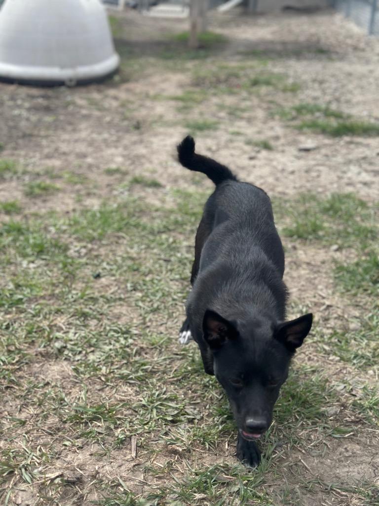 Enlarge Twister, an adopted mixed breed in Clinton, IL image 3/3