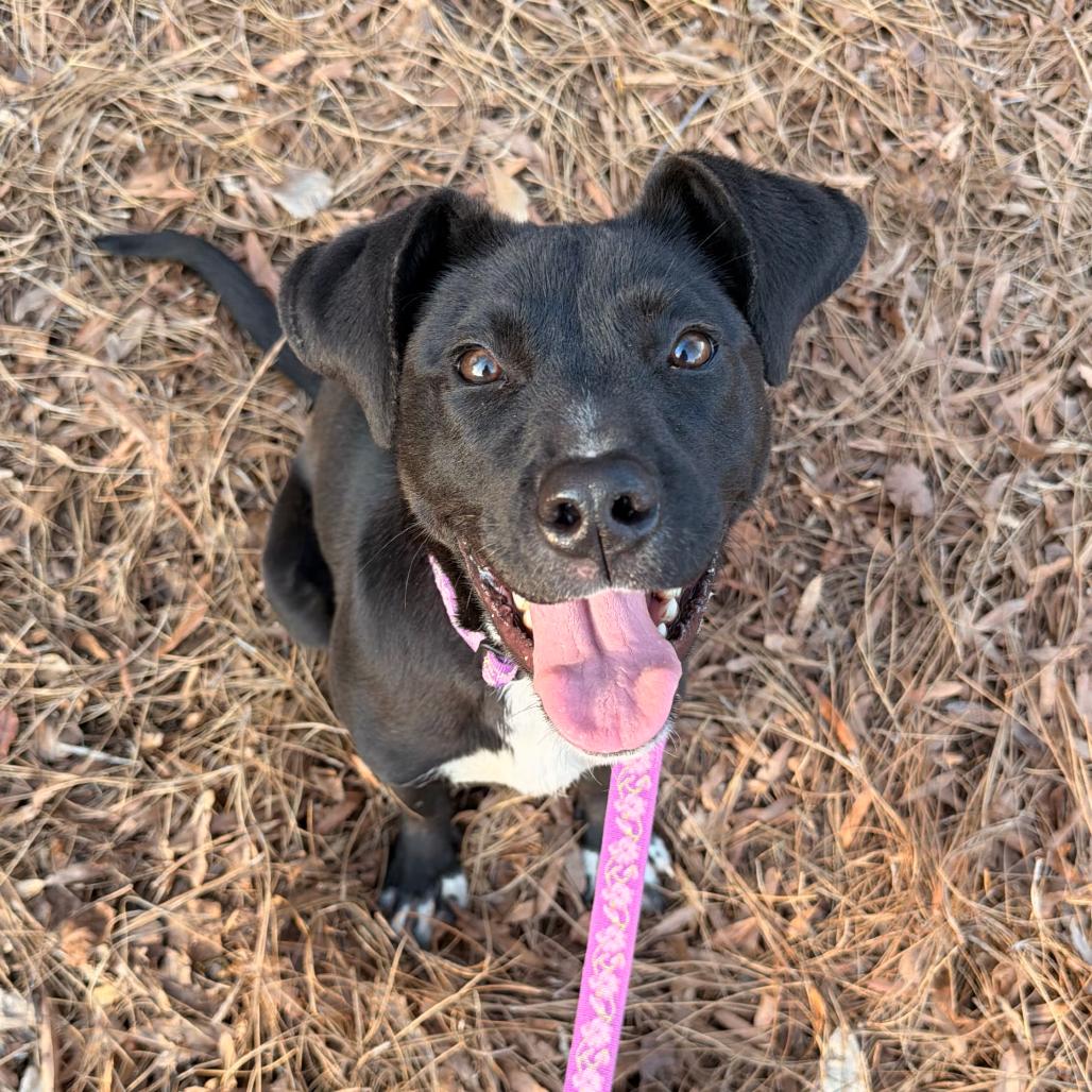 Zia, Adoptable, Young Female Mixed Breed.