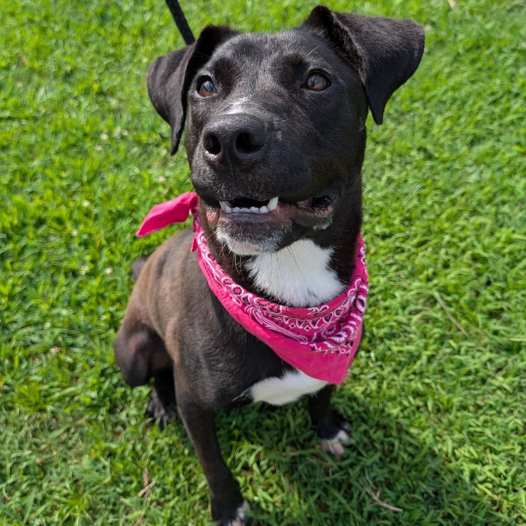 Zia, a Adoptable Mixed Breed in Columbiana, AL image 2/5