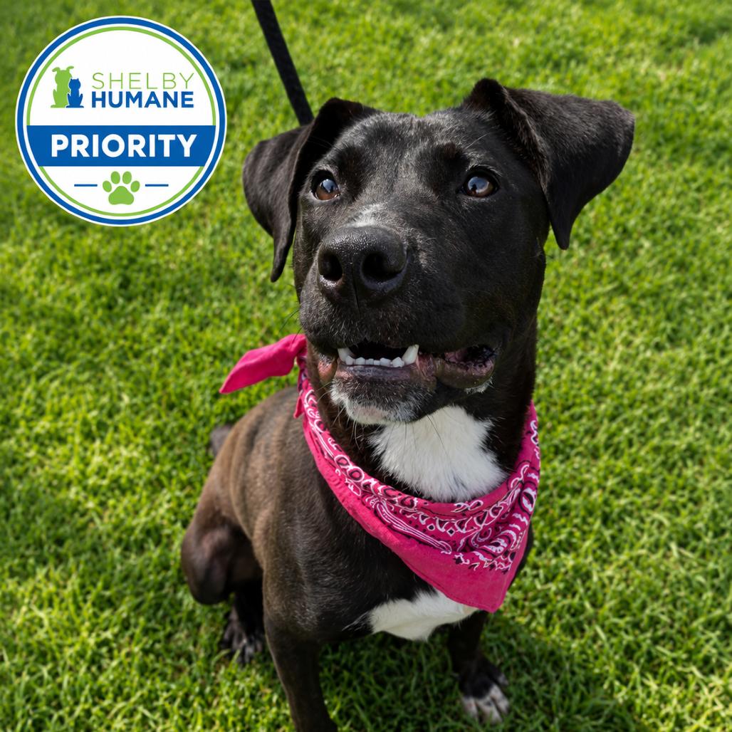 Zia, a Adoptable Mixed Breed in Columbiana, AL image 3/5