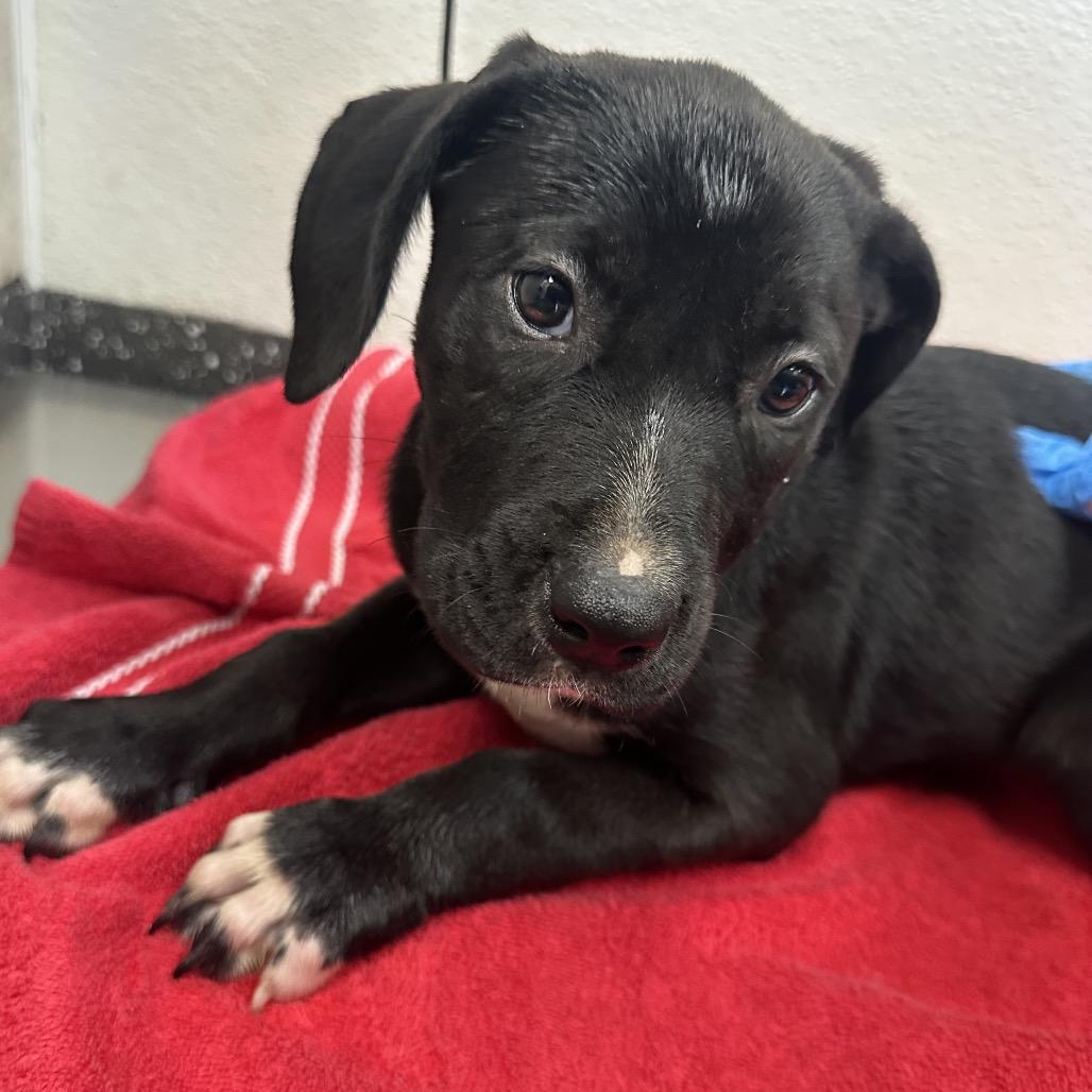 Zia, a Adoptable Mixed Breed in Columbiana, AL image 2/2