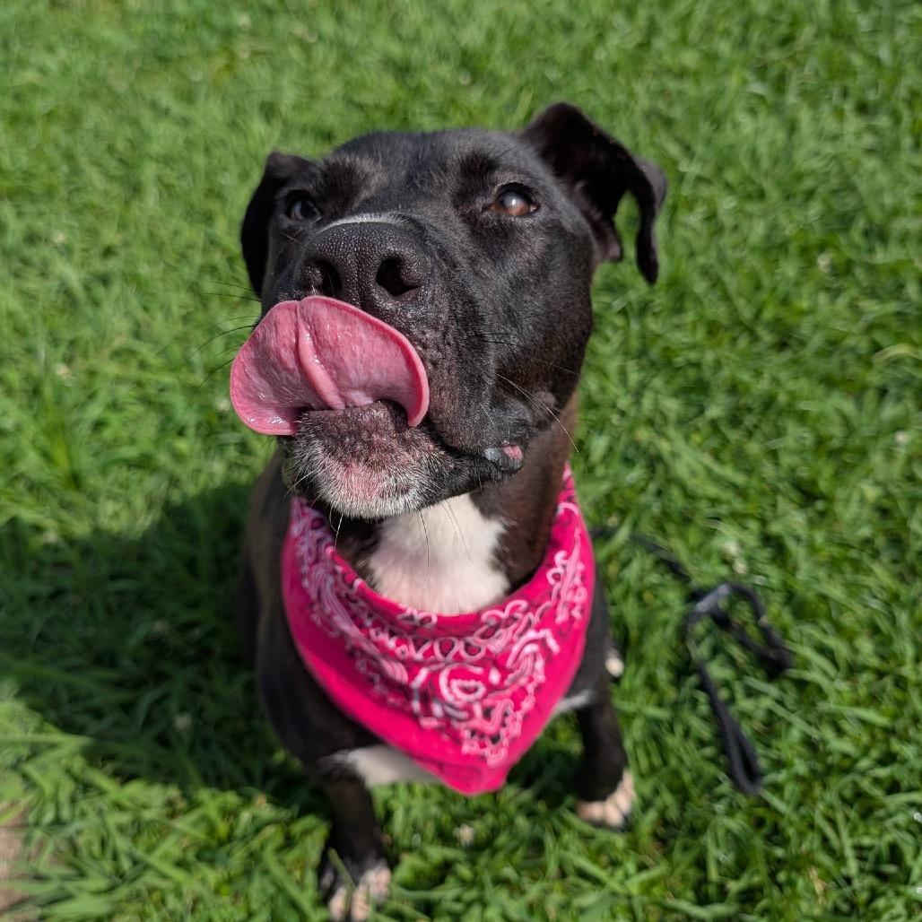 Zia, a Adoptable Mixed Breed in Columbiana, AL image 4/5