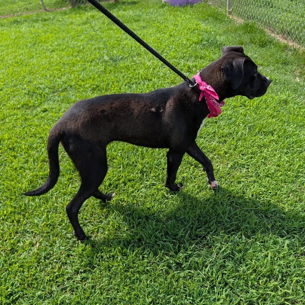 Zia, a Adoptable Mixed Breed in Columbiana, AL image 5/5