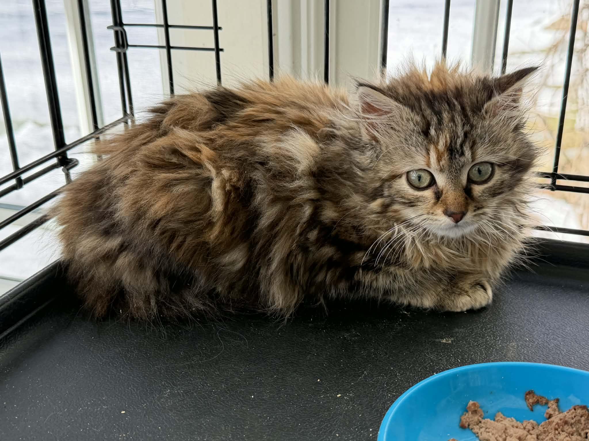 Nutmeg, adopted, Kitten Female Domestic Long Hair.