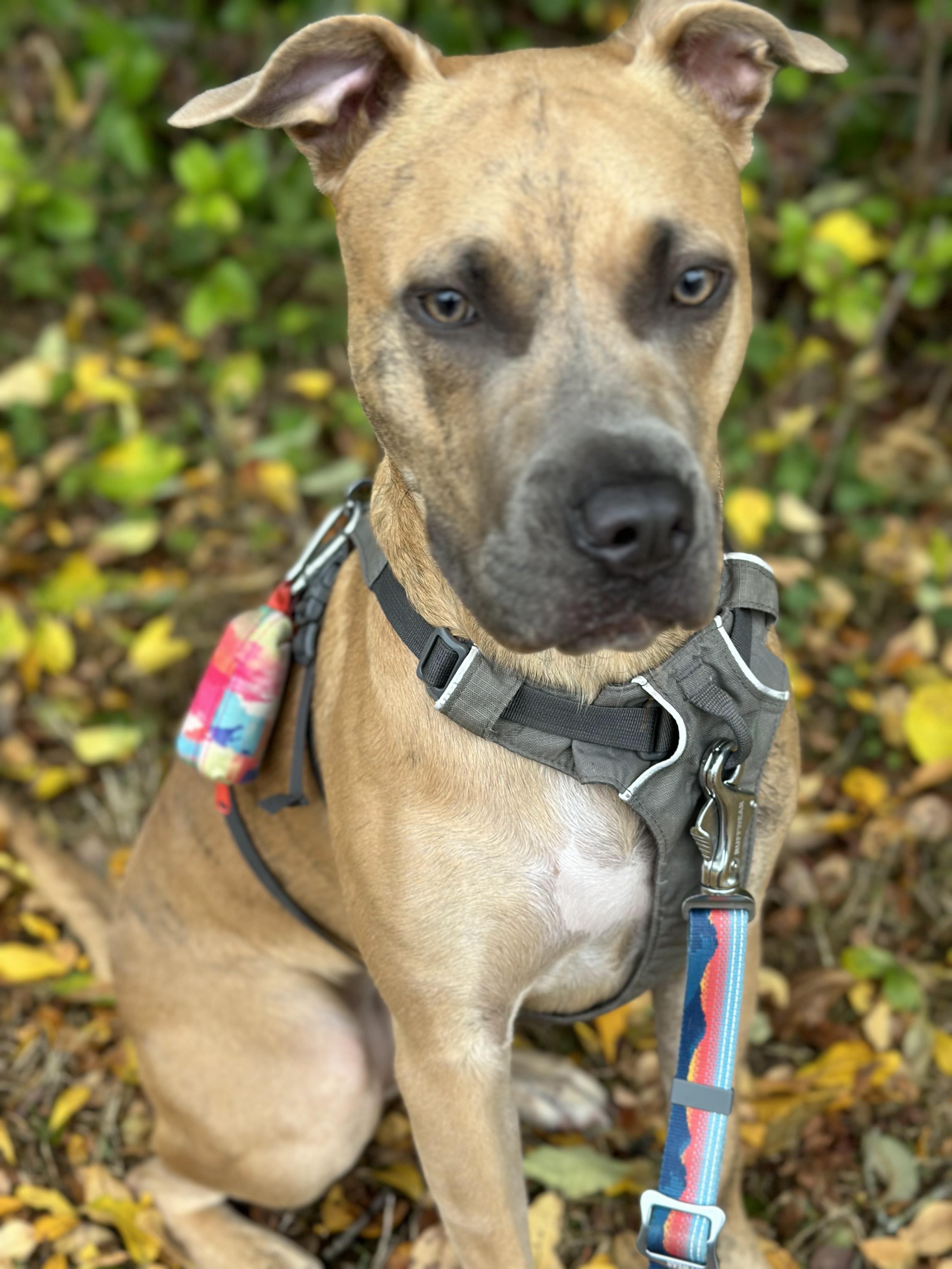 Freyja (HOME to HOME), a ADOPTABLE mixed breed in Silvana, WA image 5/6