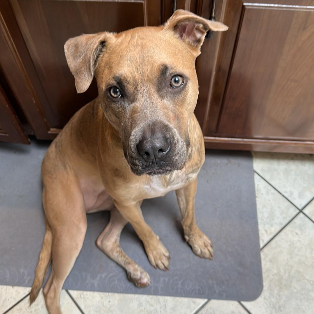 Freyja (HOME to HOME), ADOPTABLE, Adult Female American Staffordshire Terrier & Pit Bull Terrier.