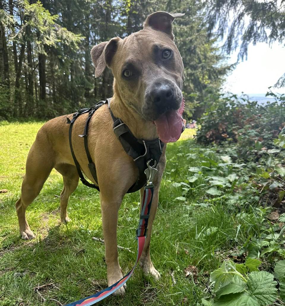 Freyja (HOME to HOME), ADOPTABLE, Adult Female American Staffordshire Terrier & Pit Bull Terrier.
