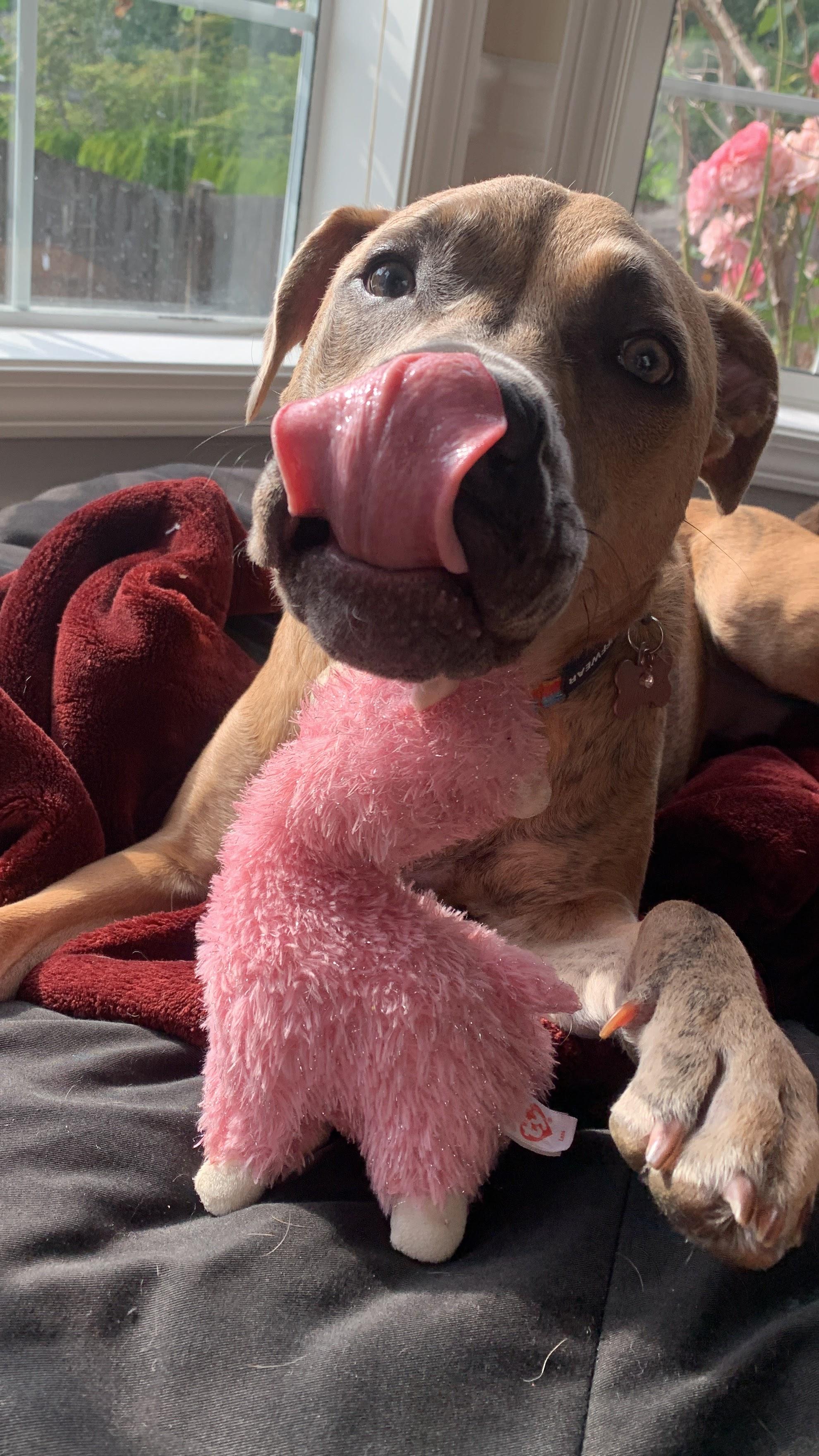 Freyja (HOME to HOME), a ADOPTABLE mixed breed in Silvana, WA image 4/6