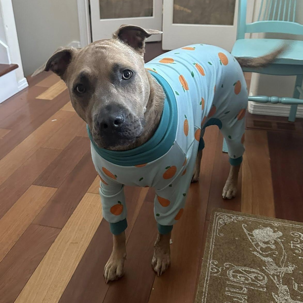Enlarge Freyja (HOME to HOME), a ADOPTABLE mixed breed in Silvana, WA image 6/6