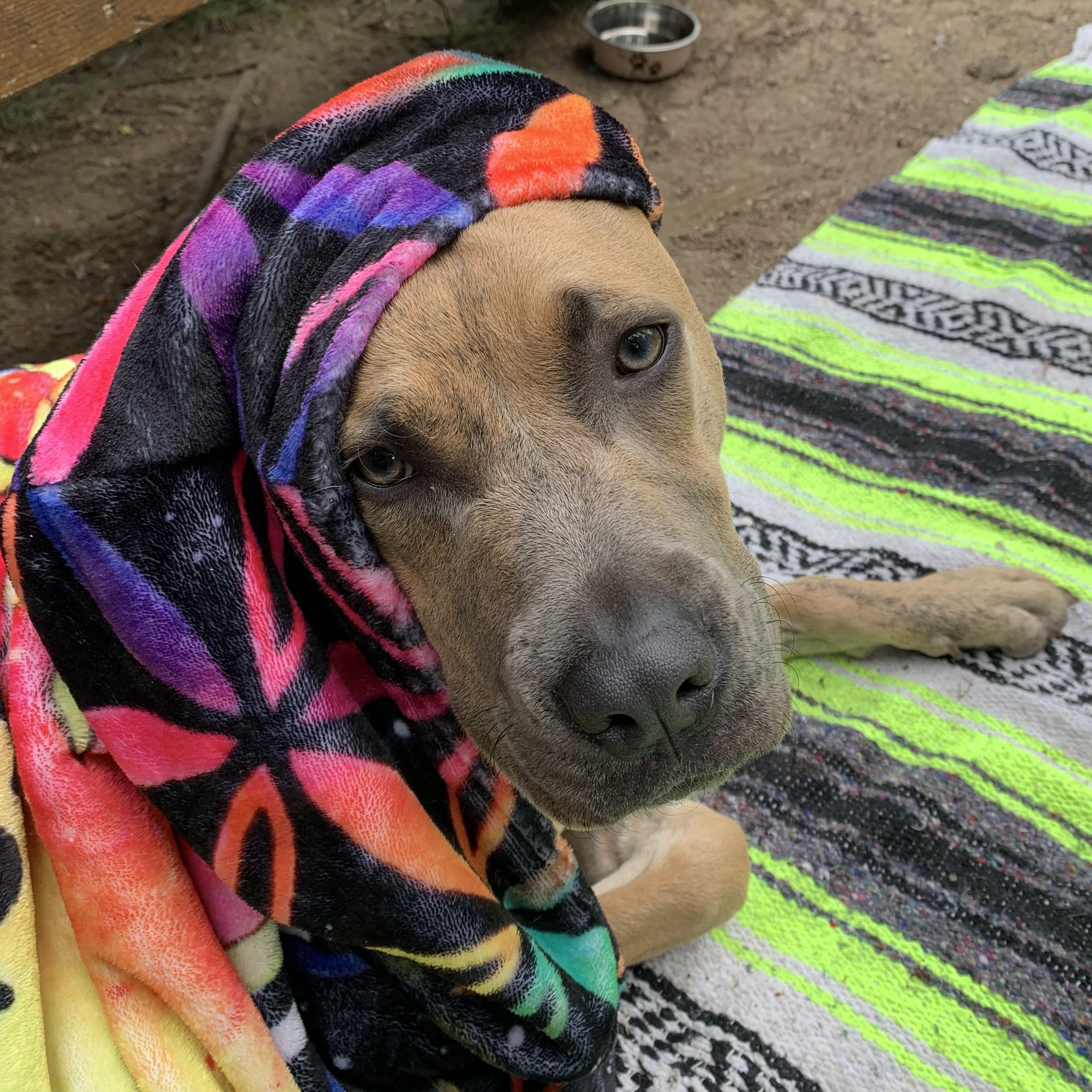 Freyja (HOME to HOME), a ADOPTABLE mixed breed in Silvana, WA image 3/6