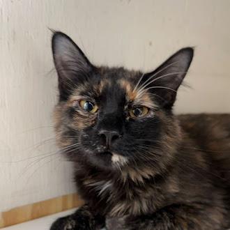 Pea Eye @ Fat Cat Cafe, adopted, Kitten Female Domestic Long Hair & Tortoiseshell.