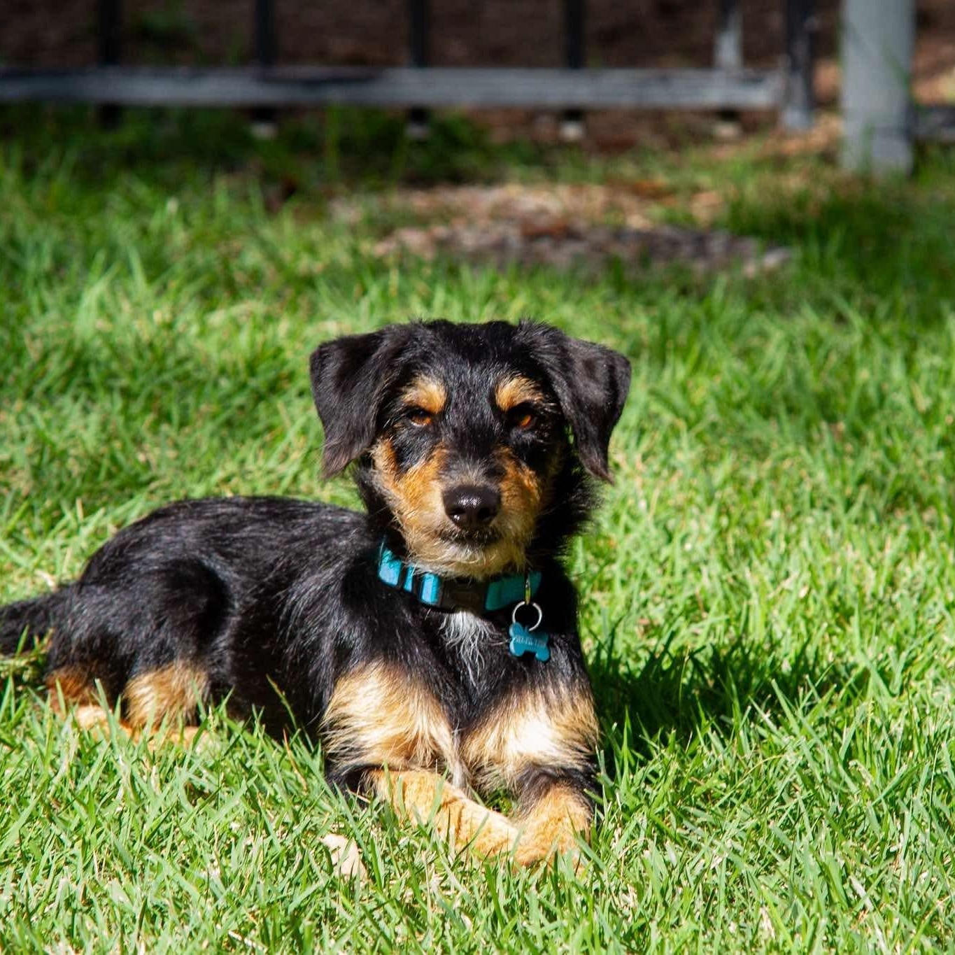Reese, Baby Male Terrier