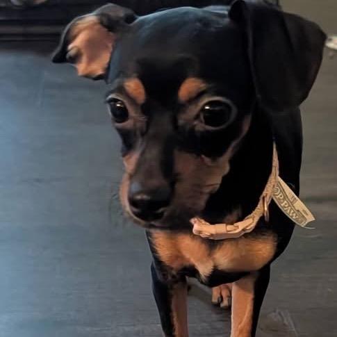 Enlarge Portia, a Adoptable Chihuahua in Pittsburg, KS image 2/2