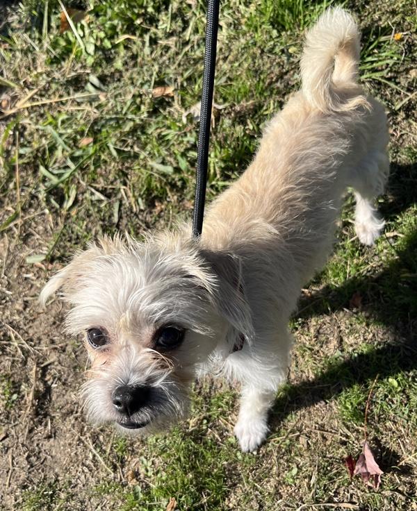 Suzie, Adopted, Young Female Terrier.