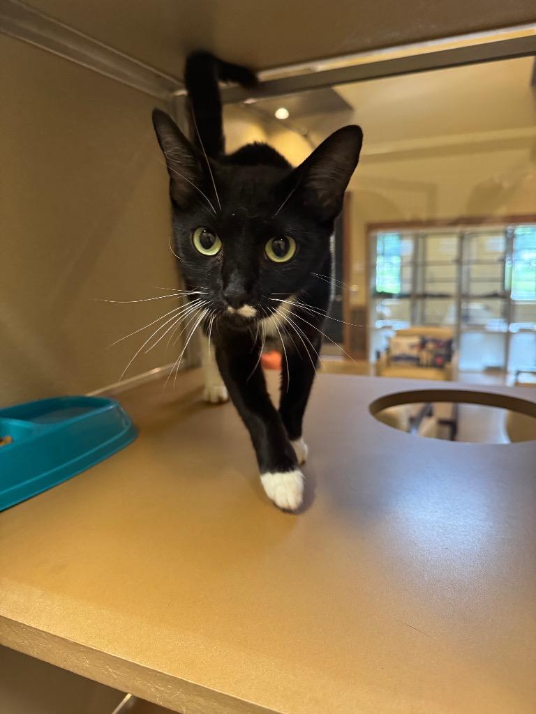 Melba, Adoptable, Young Female Domestic Short Hair.