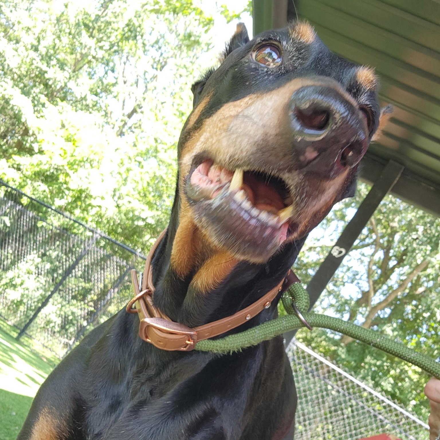 Zoe, an adopted Doberman Pinscher in Allen, TX image 3/4