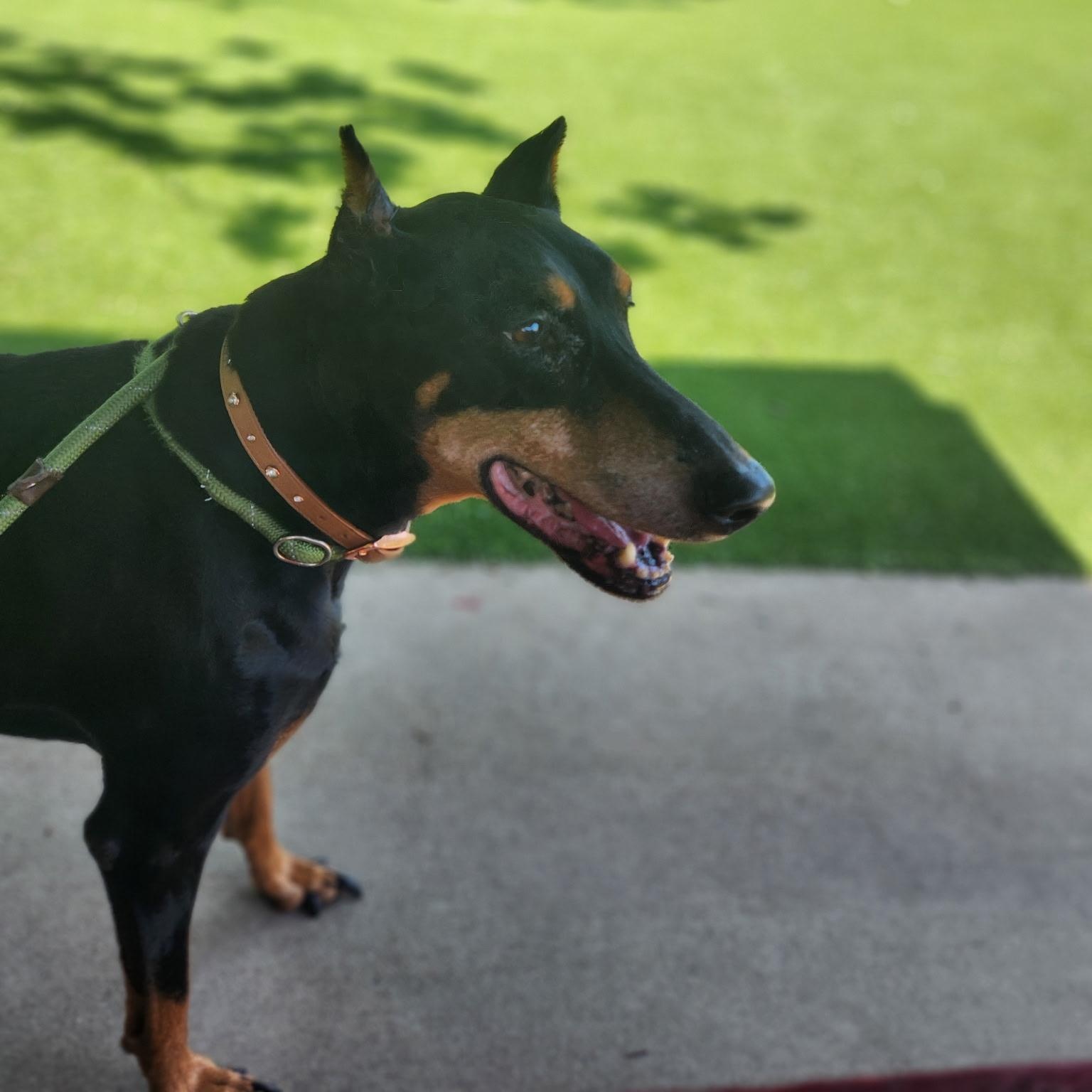 Zoe, adopted, Senior Female Doberman Pinscher.