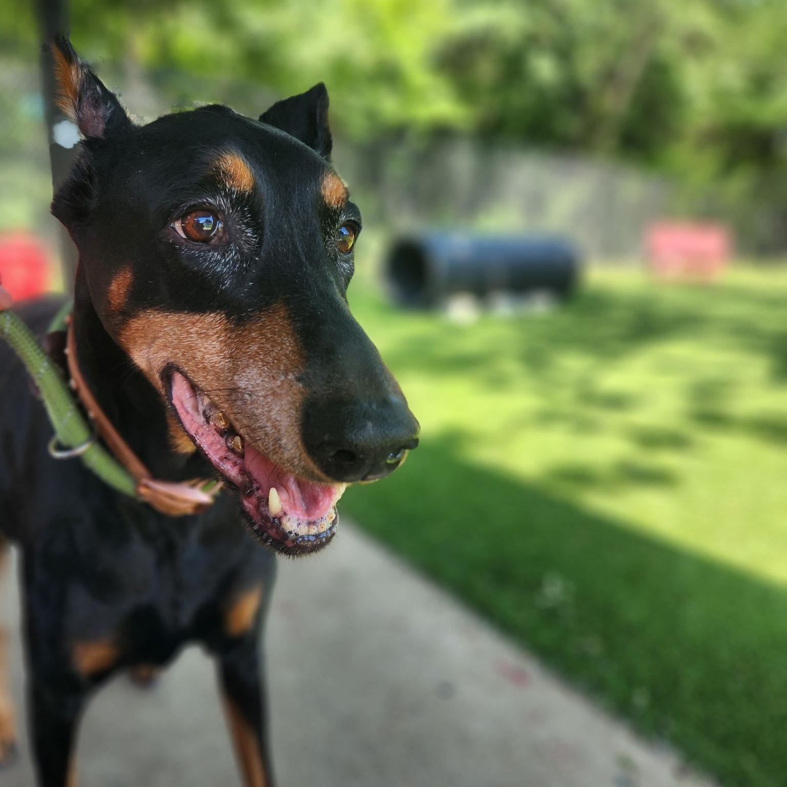 Zoe, an adopted Doberman Pinscher in Allen, TX image 2/4