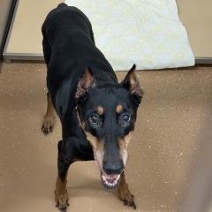 Zoe, an adopted Doberman Pinscher in Allen, TX image 4/4
