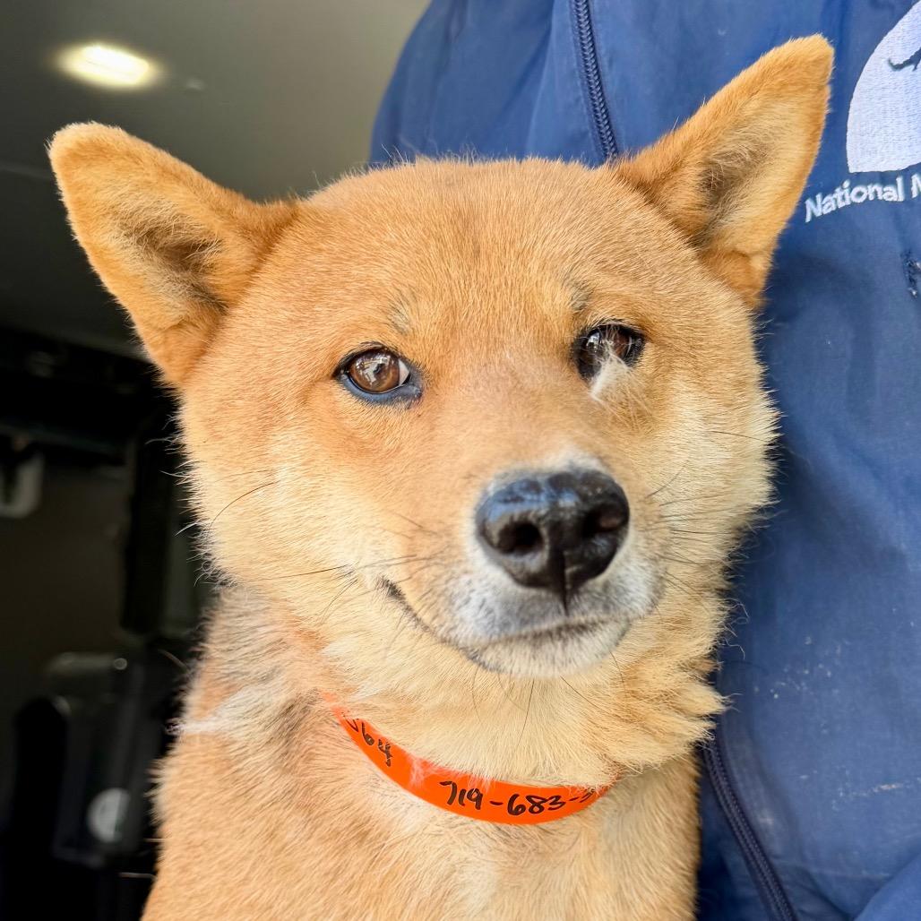 Enlarge Luffy (MR26-364), a Adoptable Shiba Inu in Peyton, CO image 1/2