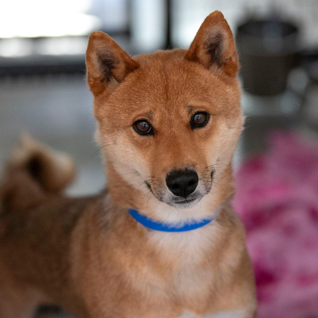 Enlarge Luffy (MR26-364), a Adoptable Shiba Inu in Peyton, CO image 2/2