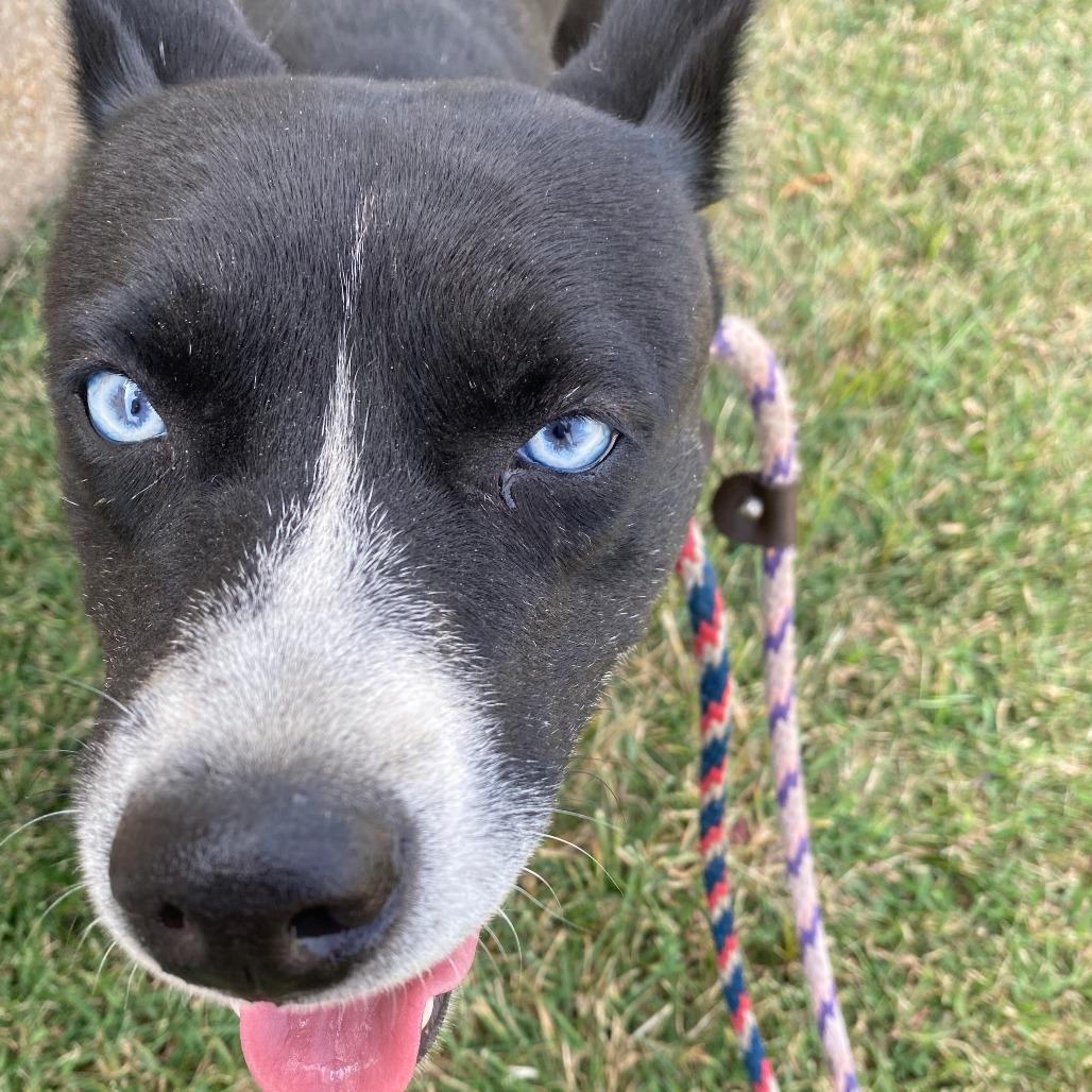 Enlarge Siren, a Adoptable mixed breed in St. Louis, MO image 1/3