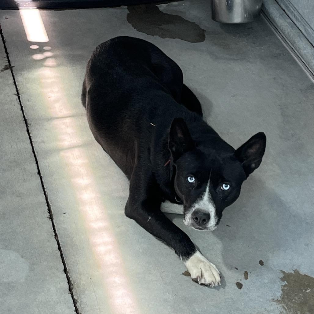 Enlarge Siren, a Adoptable mixed breed in St. Louis, MO image 2/3