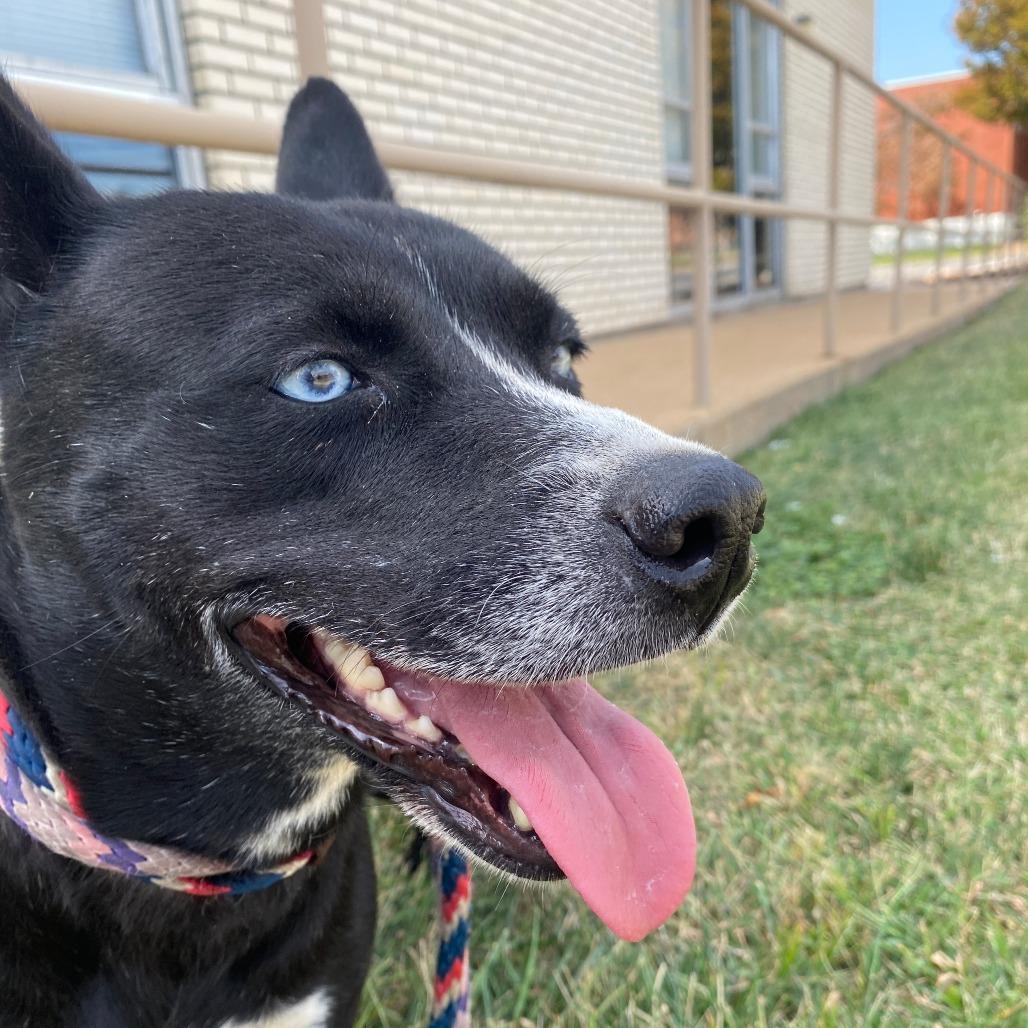 Enlarge Siren, a Adoptable mixed breed in St. Louis, MO image 3/3