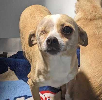 Hula, Adoptable, Adult Female Chihuahua & Mixed Breed.