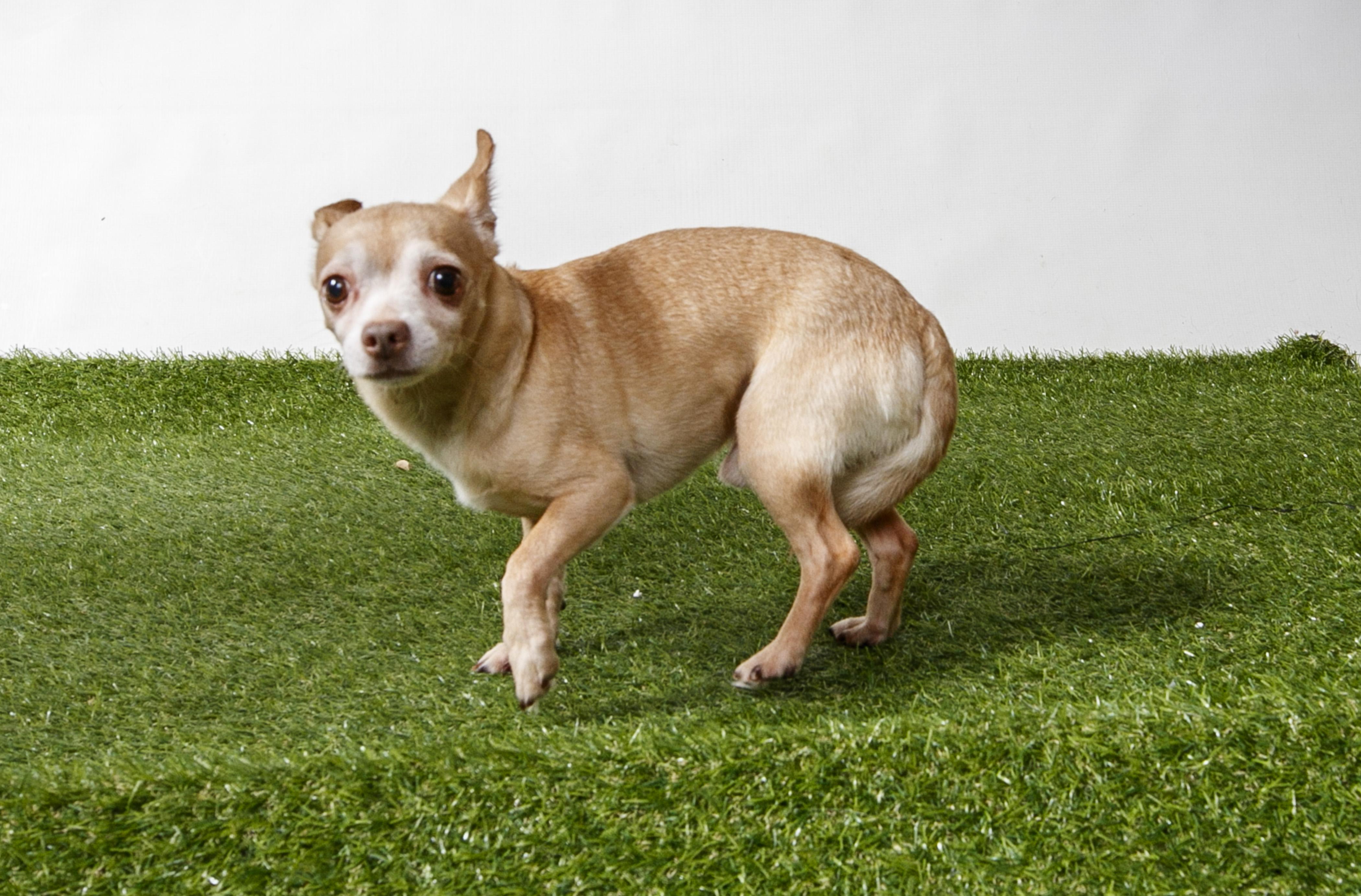 Enlarge Prince, a Adopted Chihuahua in Harvey , LA image 1/2