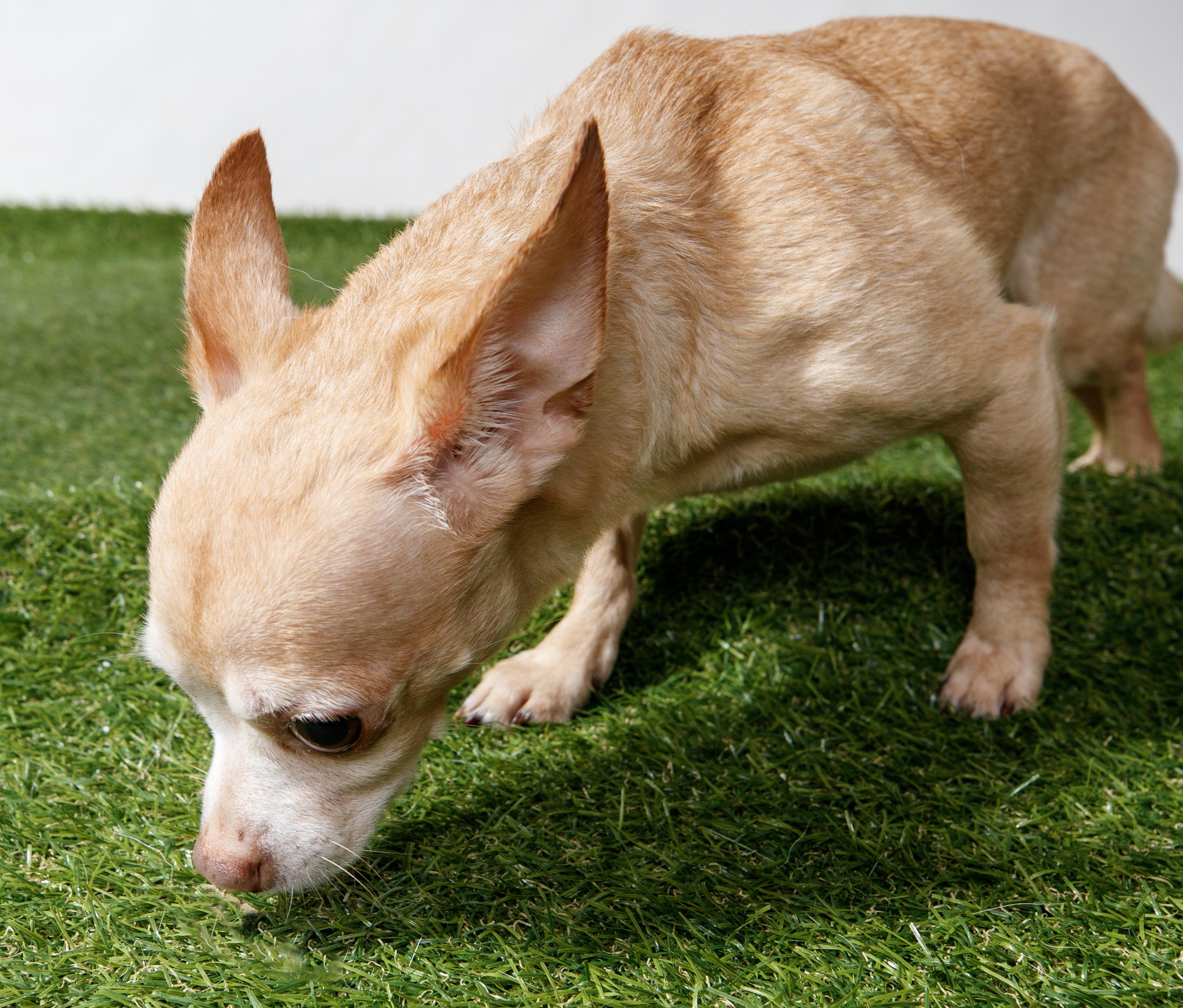 Enlarge Prince, a Adopted Chihuahua in Harvey , LA image 2/2