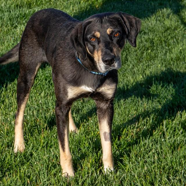 Enlarge ARCHIE, a Adoptable mixed breed in St. Louis, MO image 1/1