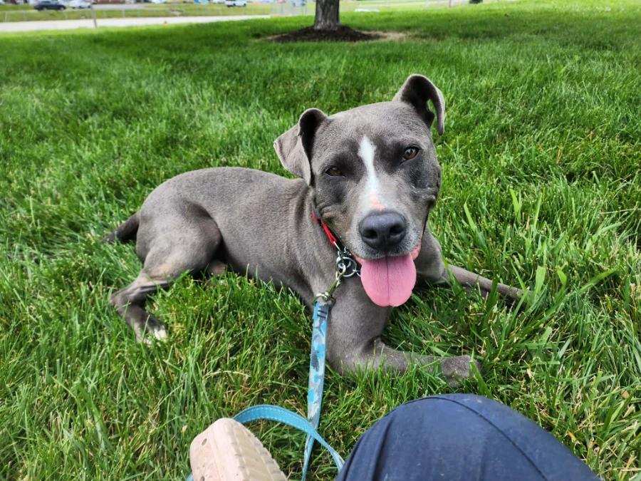Enlarge Holden aka Harlan, a Adoptable American Staffordshire Terrier in O Fallon, IL image 2/4