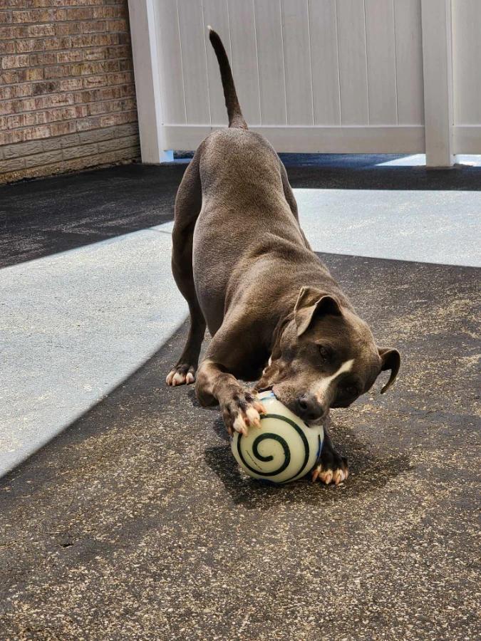 Holden aka Harlan, Adoptable, Adult Male American Staffordshire Terrier.