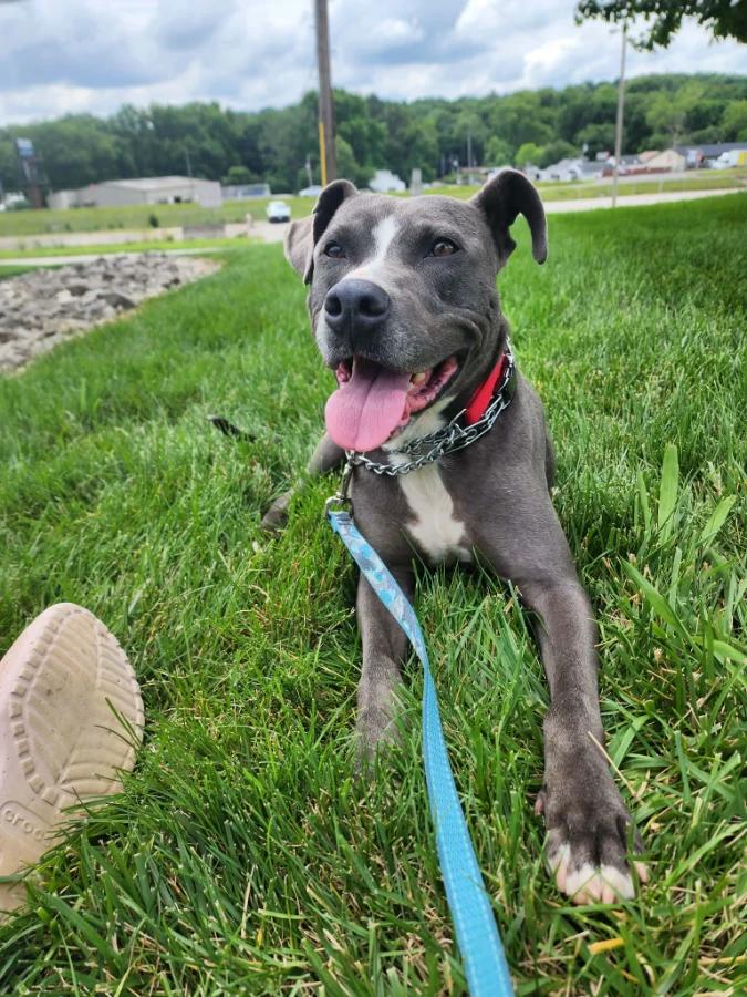 Enlarge Holden aka Harlan, a Adoptable American Staffordshire Terrier in O Fallon, IL image 3/4
