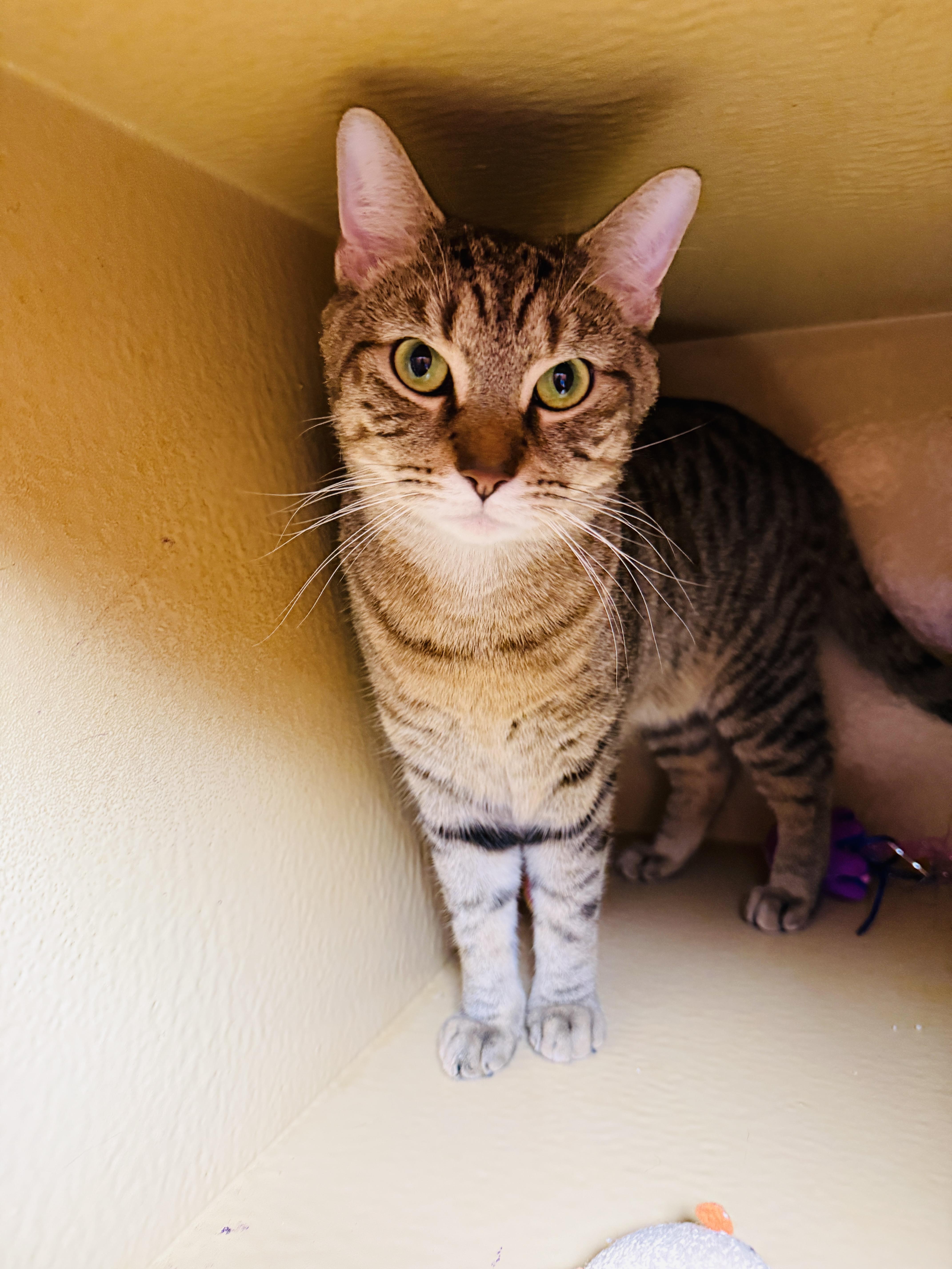 Stephan, Adoptable, Adult Male Ocicat & Toyger.