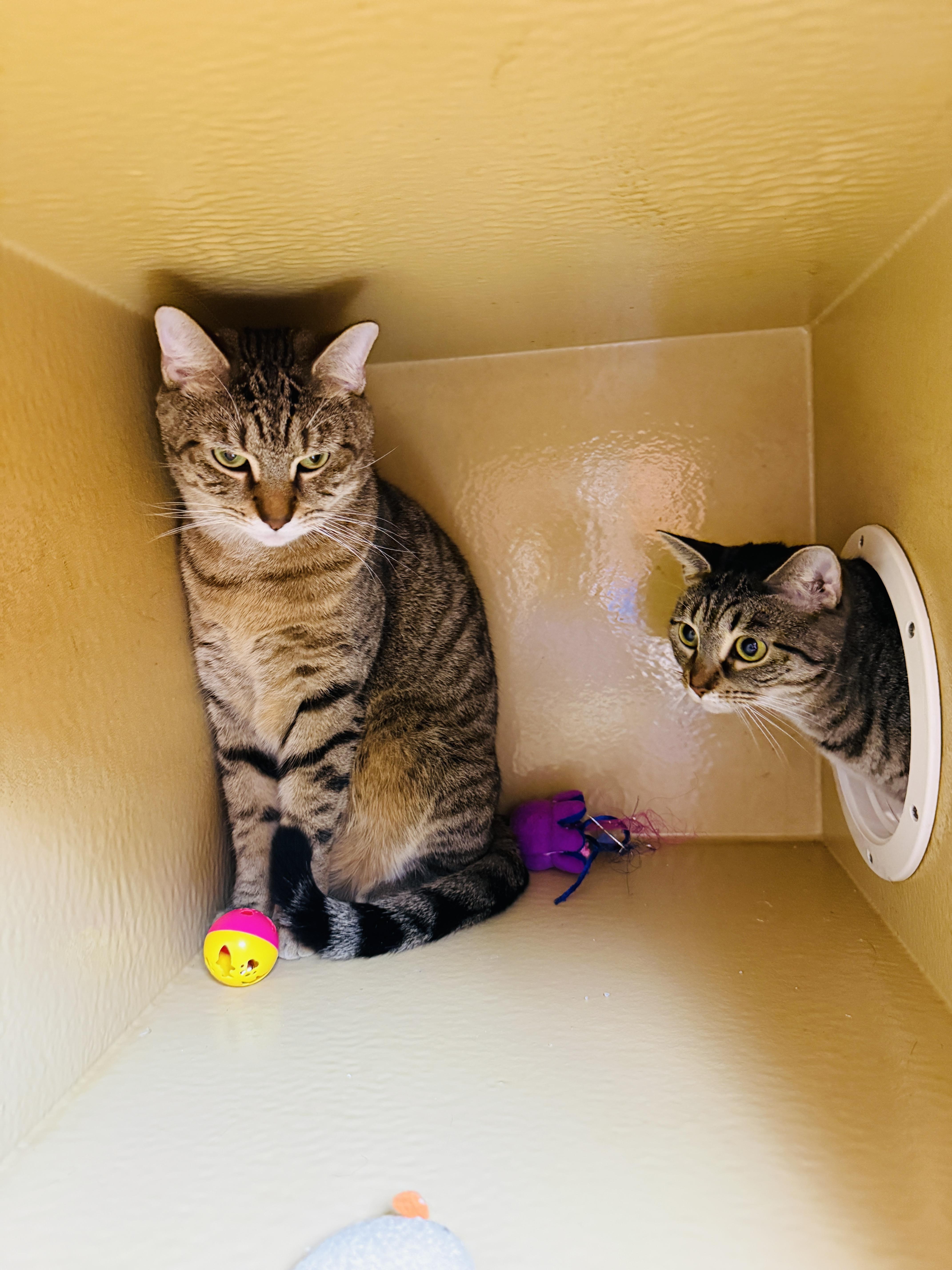 Stephan, a Adoptable mixed breed in Kissimmee, FL image 5/5