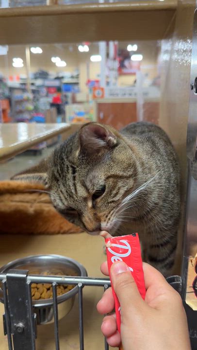 Enlarge Stephan, a Adoptable mixed breed in Kissimmee, FL video 4/4