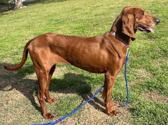 Autumn (TN), an adopted Redbone Coonhound in Knoxville, TN image 2/5